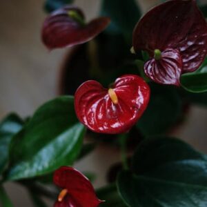 Anthurium Andraeanum
