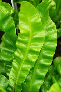Asplenium Nidus 3
