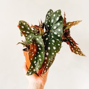 Begonia Maculata –1