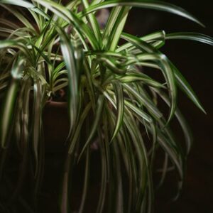 Chlorophytum Comosum