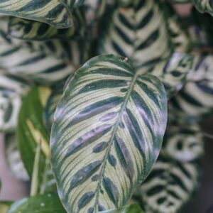 Ctenanthe Burle-Marxii2