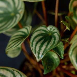 Peperomia Obtusifolia2