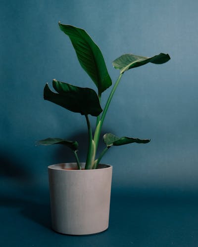 Strelitzia2
