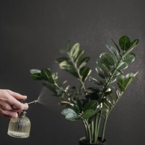 Zamioculcas Zamiifolia 1