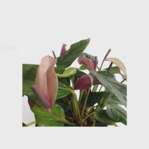 12 cserep anthirum 2