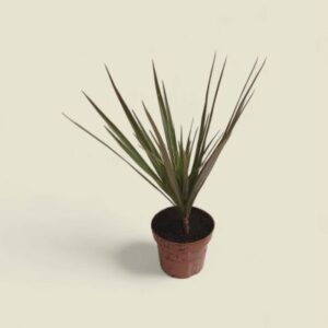 sárkányfa dracéna